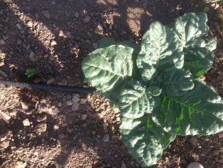 TABACO DE MONTE