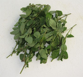 OREGANO